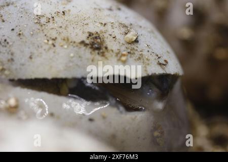 Série de photos montrant un Terrapene carolina Major (tortue bordée de la côte du Golfe) émergeant de son œuf. Gros plan photo, bon pour la science du concept de biologie Banque D'Images