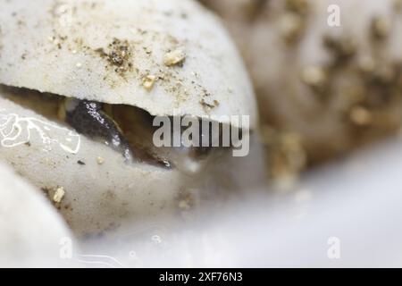 Série de photos montrant un Terrapene carolina Major (tortue bordée de la côte du Golfe) émergeant de son œuf. Gros plan photo, bon pour la science du concept de biologie Banque D'Images