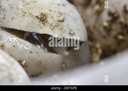 Série de photos montrant un Terrapene carolina Major (tortue bordée de la côte du Golfe) émergeant de son œuf. Gros plan photo, bon pour la science du concept de biologie Banque D'Images