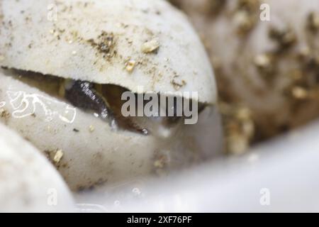 Série de photos montrant un Terrapene carolina Major (tortue bordée de la côte du Golfe) émergeant de son œuf. Gros plan photo, bon pour la science du concept de biologie Banque D'Images