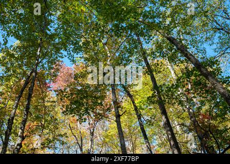 USA, Tennessee. Great Smoky Mountains couleurs d'automne. Banque D'Images