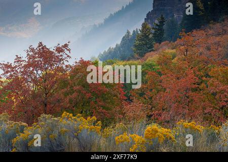 États-Unis, Utah, Logan. Logan Pass Highway 89 et érables colorés en automne Banque D'Images