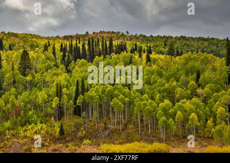 États-Unis, Utah. Highway 89 Aspens et Evergreens aux couleurs d'automne le long de l'autoroute allant à Logan. Banque D'Images