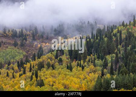 États-Unis, Utah. Highway 89 Aspens et Evergreens aux couleurs d'automne le long de l'autoroute allant à Logan. Banque D'Images