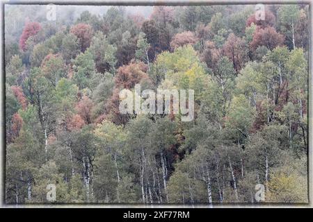 États-Unis, Utah. Route 89 en remontant vers Logan Pass avec des couleurs d'automne sur les érables d'Aspen et de canyon. Banque D'Images