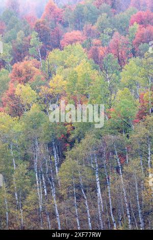 États-Unis, Utah. Route 89 en remontant vers Logan Pass avec des couleurs d'automne sur les érables d'Aspen et de canyon. Banque D'Images