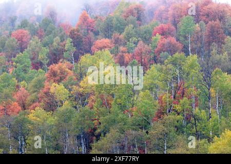 États-Unis, Utah. Route 89 en remontant vers Logan Pass avec des couleurs d'automne sur les érables d'Aspen et de canyon. Banque D'Images