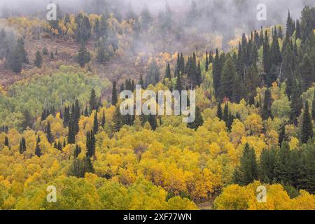 États-Unis, Utah. Highway 89 Aspens et Evergreens aux couleurs d'automne le long de l'autoroute allant à Logan. Banque D'Images