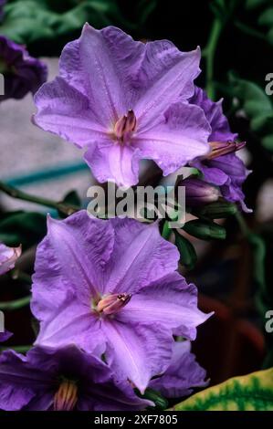 Crabère géant de pomme de terre ou vigne de pomme de terre (Solanum wendlandii), Solanaceae. Arbuste de vigne. plante ornementale, fleur violette. Banque D'Images