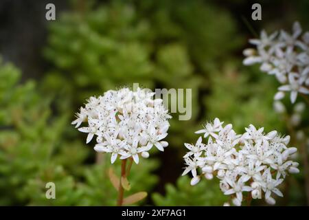 Sedum album fleurs blanches d'une pierre blanche devant un fond vert flou Banque D'Images