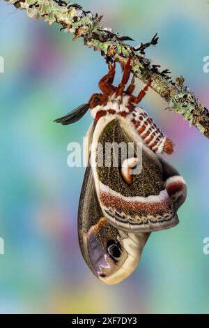 États-Unis, État de Washington, Sammamish. Rouge robin Silk Moth Banque D'Images
