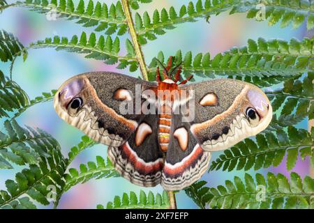 États-Unis, État de Washington, Sammamish. Rouge robin Silk Moth Banque D'Images