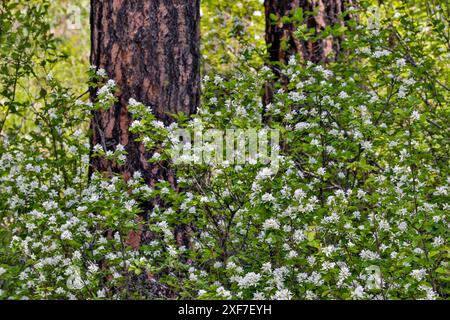 États-Unis, État de Washington, Peshastin. Route de terre hors de la route 97 ponderosa tronc de pin et buisson blanc en fleurs Banque D'Images