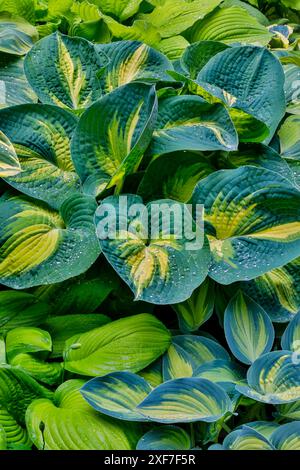 États-Unis, Washington, Sammamish, hosta cultivé en pots Banque D'Images