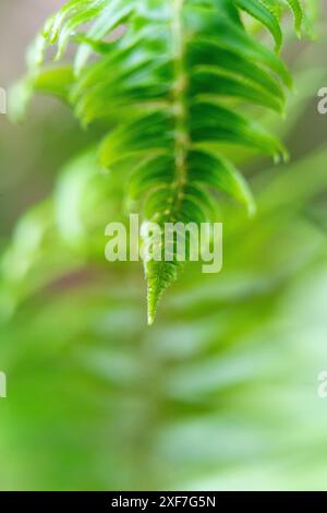 États-Unis, Parc National Olympique, fougère épée commune, polystichum munitum. Une fronde d'une fougère épée commune est entièrement démêlée au printemps. Banque D'Images