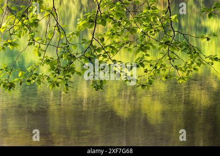 États-Unis, État de Washington, aulne rouge, Alnus rubra. Des branches de l'aulne rouge pendent au-dessus des reflets verts dans l'eau du lac. Banque D'Images