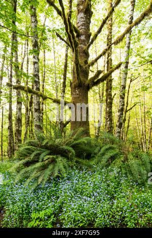 États-Unis, État de Washington, Parc National Olympique. L'arbre mort couvert de mousse s'élève au-dessus des fougères épées communes et des fleurs oubliées. Banque D'Images