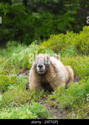 Etat de Washington, parc national de Mount Rainier. Marmotte verdoyante dans une prairie alpine verdoyante Banque D'Images