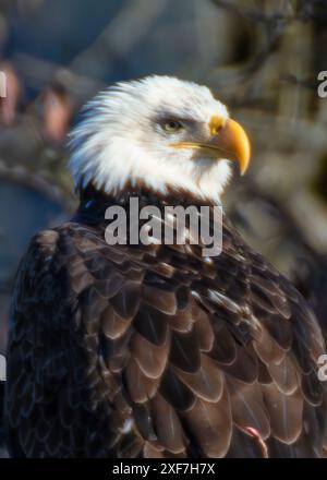 Les aigles à tête blanche le long de la rivière Nooksack dans les États de Washington pour la Salmon Run Banque D'Images