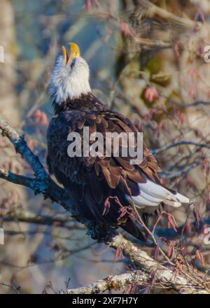 Les aigles à tête blanche le long de la rivière Nooksack dans les États de Washington pour la Salmon Run Banque D'Images