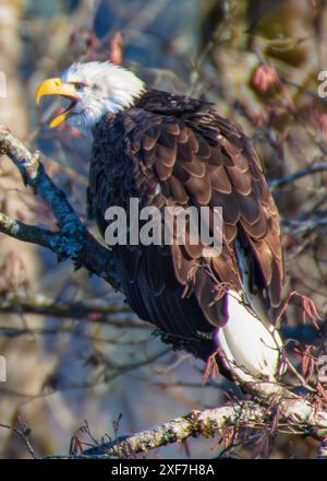 Les aigles à tête blanche le long de la rivière Nooksack dans les États de Washington pour la Salmon Run Banque D'Images