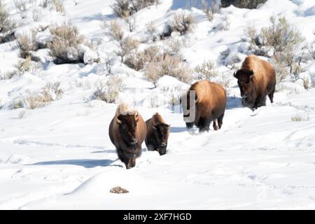 États-Unis, Wyoming, parc national de Yellowstone. Un groupe de plongeon de bisons en file unique à travers la neige. Banque D'Images