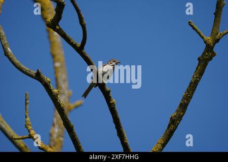 Blanc juvénile (curruca communis) perché sur une branche en été, Royaume-Uni Banque D'Images