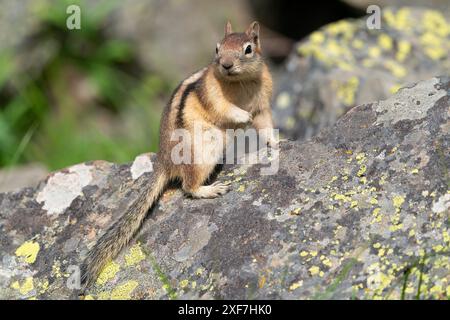 États-Unis, Wyoming, parc national de Yellowstone. Portrait d'un écureuil terrestre posant sur un rocher couvert de lichen. Banque D'Images