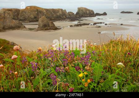 Seastack View, Oregon Islands National Wildlife refuge-coquille point Unit, Bandon, Oregon Banque D'Images