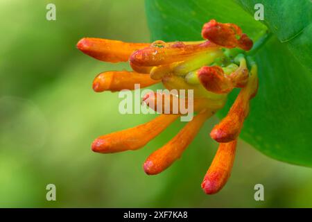 WESTERN Trumpet Honeysuckle (Lonicera ciliosa), Aumsville Ponds Park, comté de Marion, Oregon Banque D'Images