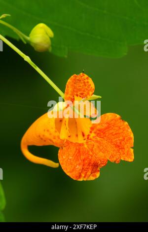 Orangé (Impatiens capensis), Willamette Mission State Park, comté de Marion, Oregon Banque D'Images