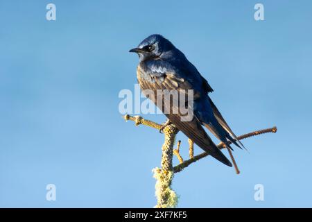 Purple Martin (Progne subis), Port of Siuslaw Marina, Florence, Oregon Banque D'Images