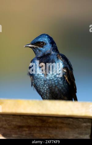 Purple Martin (Progne subis), Port of Siuslaw Marina, Florence, Oregon Banque D'Images