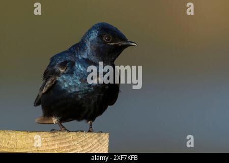 Purple Martin (Progne subis), Port of Siuslaw Marina, Florence, Oregon Banque D'Images