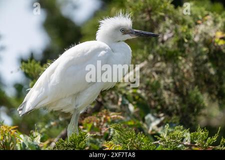 Gros plan de la jeune Grande aigrette blanche (Ardea alba) perchée dans un arbre attendant que maman lui apporte de la nourriture. Banque D'Images