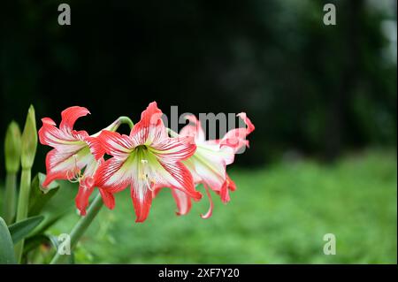 Amaryllis Belladonna est une magnifique fleur bulbeuse originaire d'Afrique du Sud. Avec ses fleurs vibrantes et son feuillage luxuriant, c'est un choix populaire pour les jardins. Banque D'Images