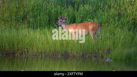 Buck à queue blanche lors d'une soirée de juin dans le nord du Wisconsin. Banque D'Images