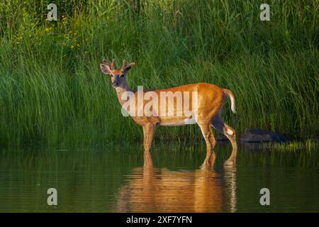 Buck à queue blanche lors d'une soirée de juin dans le nord du Wisconsin. Banque D'Images