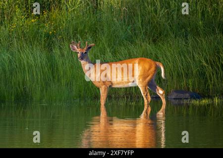 Buck à queue blanche lors d'une soirée de juin dans le nord du Wisconsin. Banque D'Images