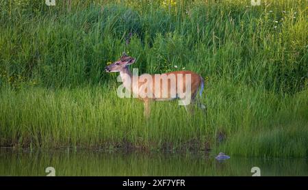 Buck à queue blanche lors d'une soirée de juin dans le nord du Wisconsin. Banque D'Images