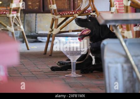 Un chien noir se reposant sous une table dans un café en plein air avec un grand verre à martini devant Banque D'Images