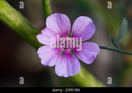 Gros plan de fleur de mauve sauvage en fleur Banque D'Images