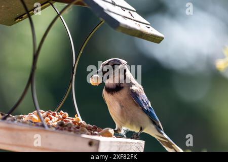 Un jay bleu est assis sur une mangeoire à oiseaux de la plate-forme du nord-est de l'Indiana tout en tenant une arachide dans son bec. Banque D'Images