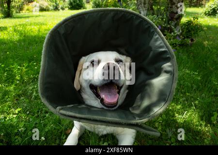 Labrador avec collier victorien, récupérant d'une blessure au nez Banque D'Images