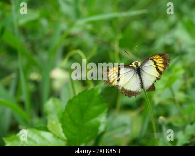 Jaune Orange pointe ( Ixias pyrène ) papillon cherchant nectar sur la fleur d'aiguille espagnole dans le champ avec fond vert naturel, motif jaune et bl Banque D'Images