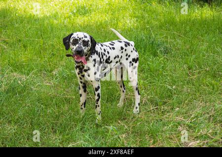 Un jeune dalmatien marche sur la pelouse Banque D'Images