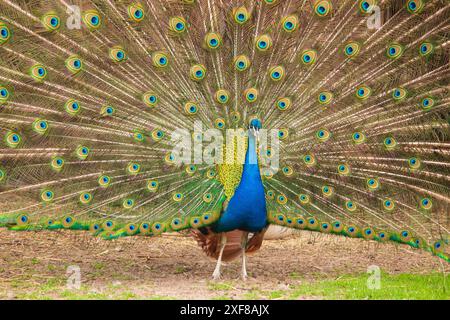 Beau paon indien sur la pelouse Banque D'Images