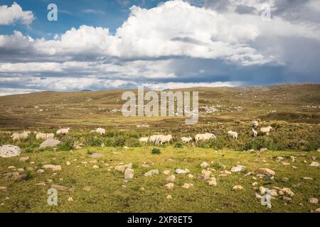 Géographie / voyage, Grande-Bretagne, Écosse, moutons dans la nature sauvage sur la route North Coast 500, Wester Ross, ADDITIONAL-RIGHTS-LEARANCE-INFO-NOT-AVAILABLE Banque D'Images