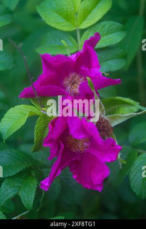 Fleur rose Rosa rugosa également connue sous le nom de rose japonaise, rose de plage fleurissant en été. Banque D'Images