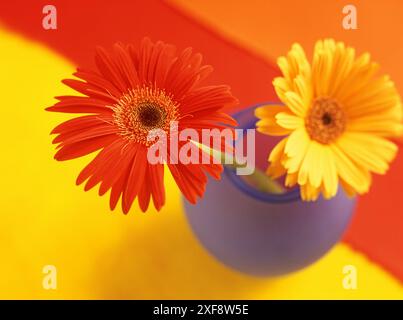 Botanique, gerbera rouge et jaune dans un vase en verre bleu sur fond rouge jaune et orange, ADDITIONAL-RIGHTS-CLEARANCE-INFO-NOT-AVAILABLE Banque D'Images
